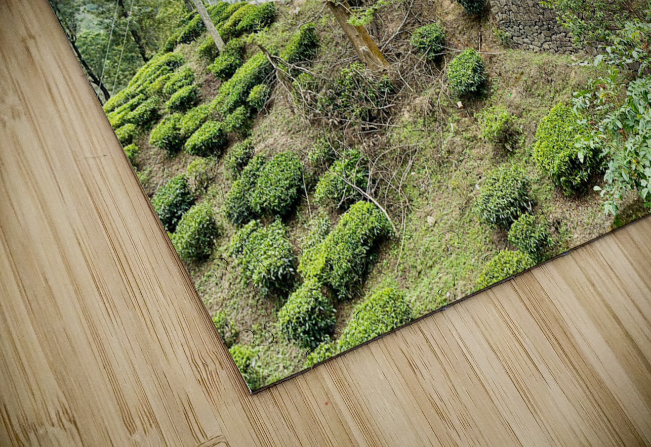 Drive Through Tea Plantations Jimmy Roy Photos Puzzle