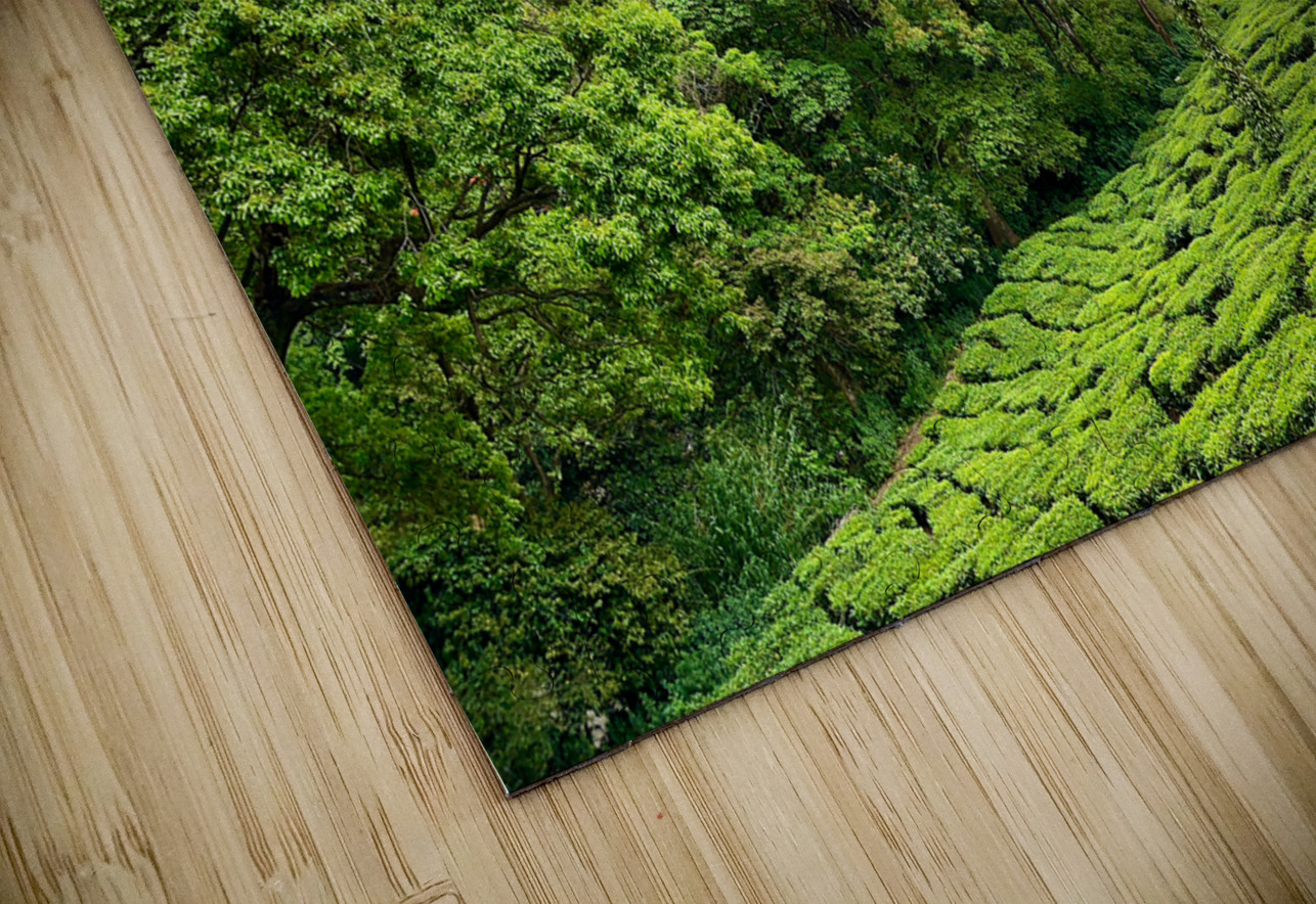 Tea Plantations 1 Jimmy Roy Photos Puzzle