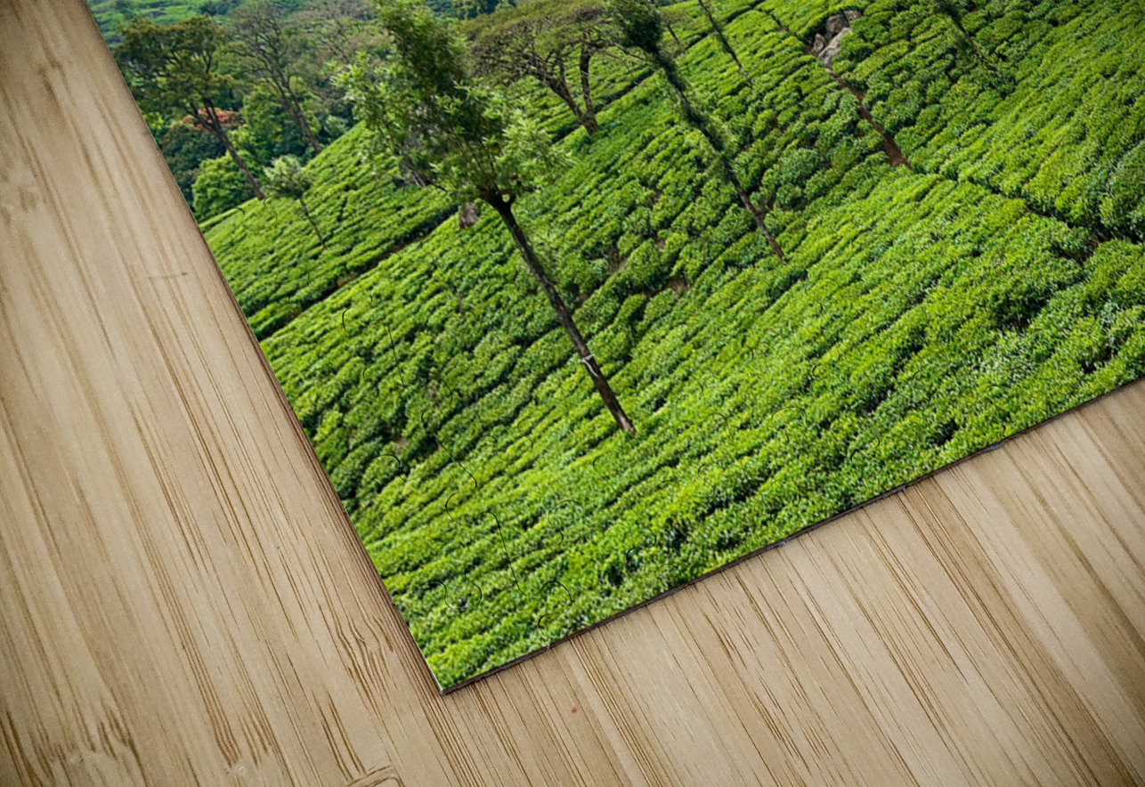 Tea Plantation Wonders Jimmy Roy Photos Puzzle