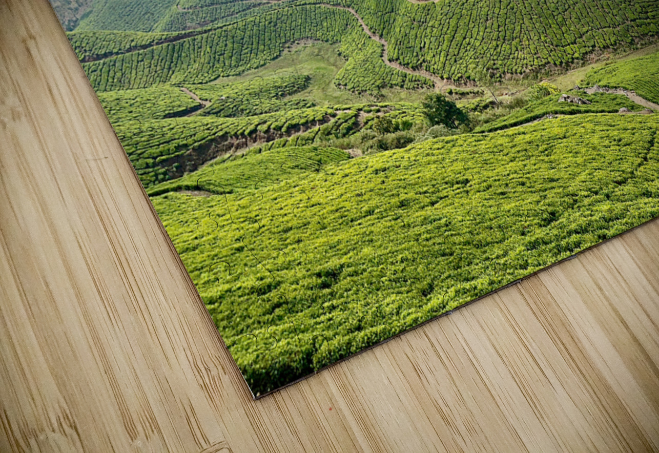 Tree Through the Tea 2 Jimmy Roy Photos Puzzle