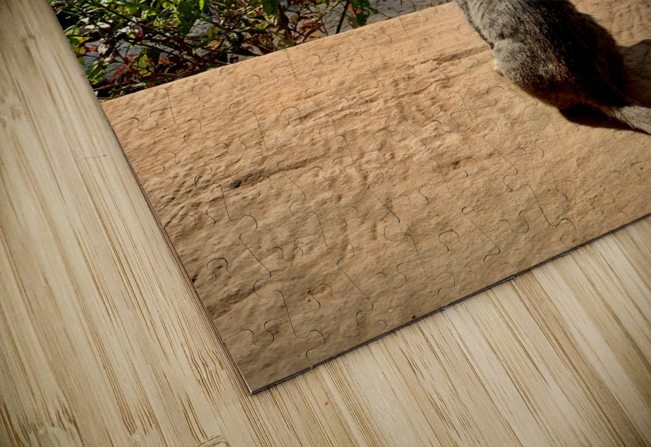 Kitty Overlooking the Garden Jimmy Roy Photos Puzzle