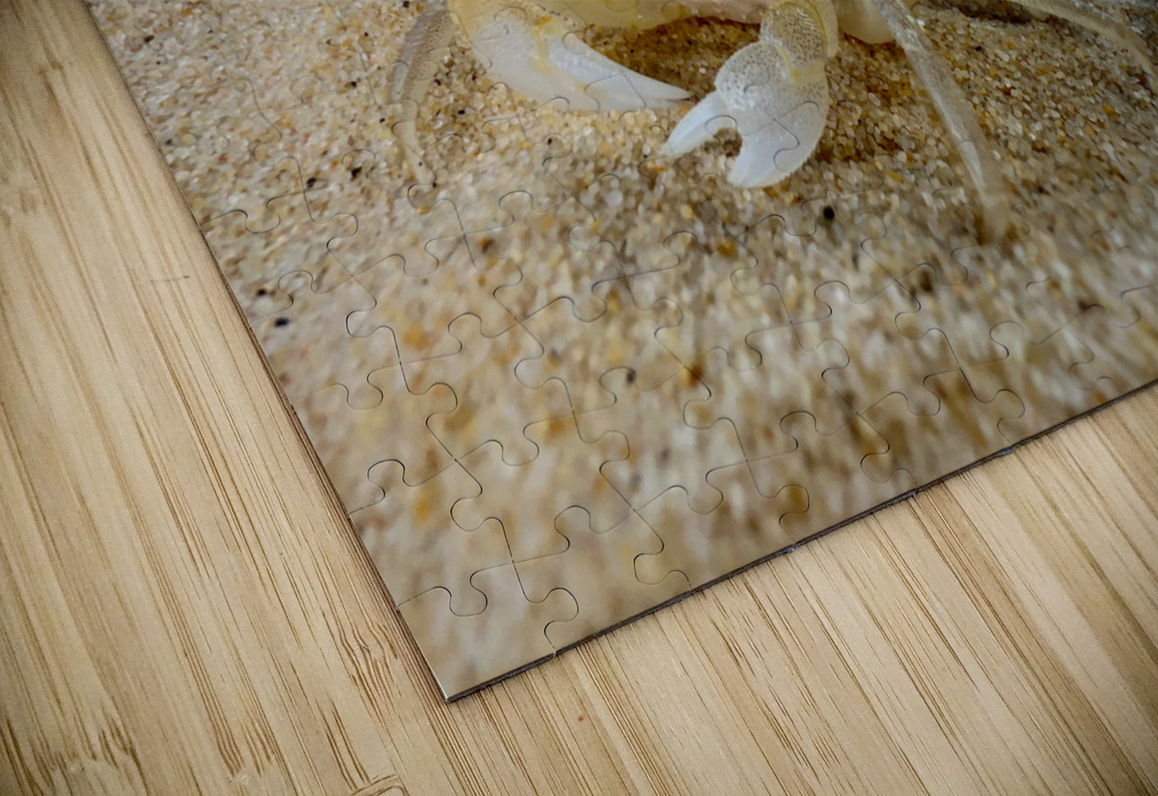 White Crab on the Beach Jimmy Roy Photos Puzzle