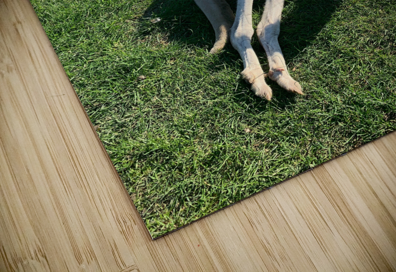 White Kangaroo Chilling Jimmy Roy Photos Puzzle