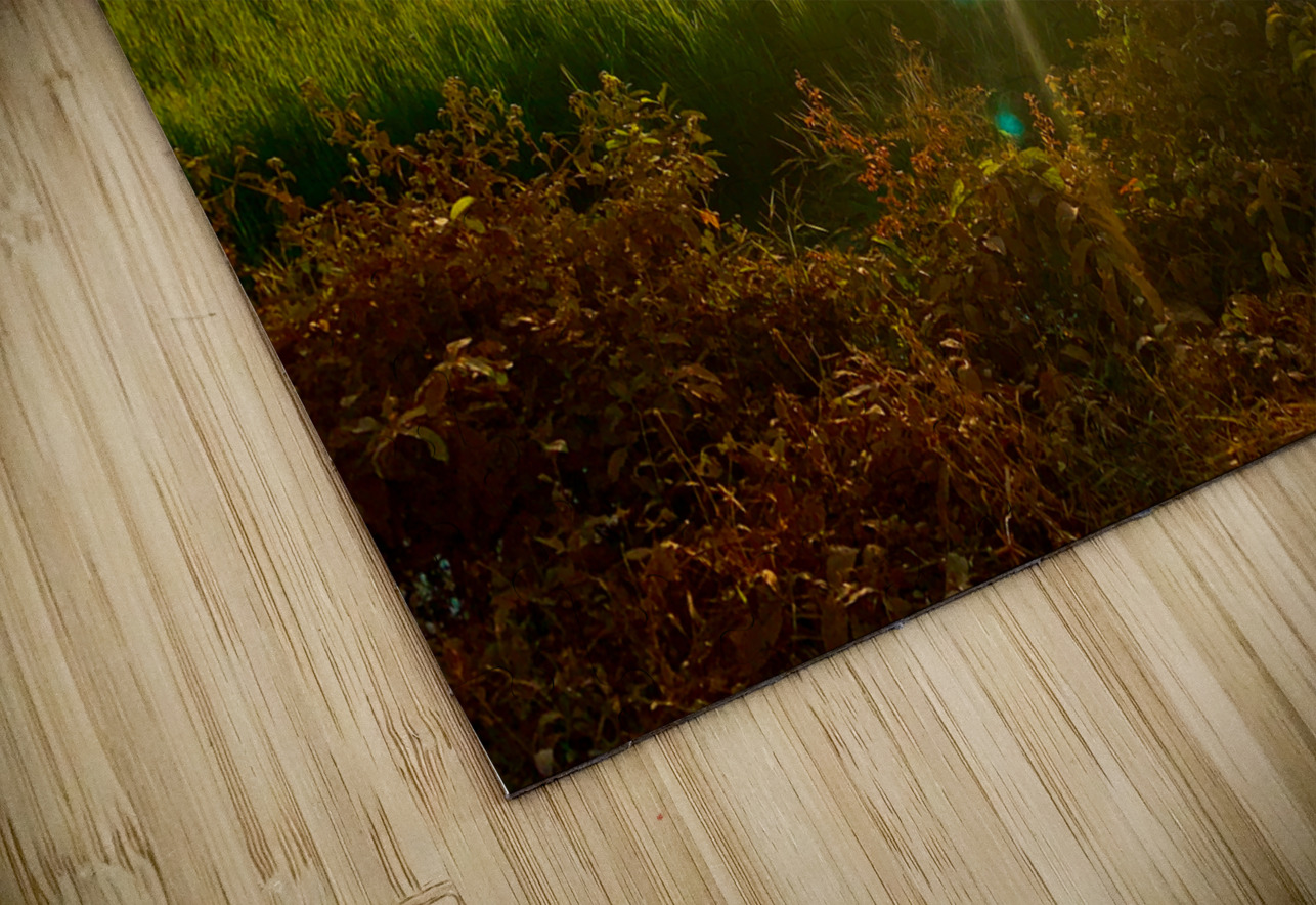 Sunset Over the Field Jimmy Roy Photos Puzzle