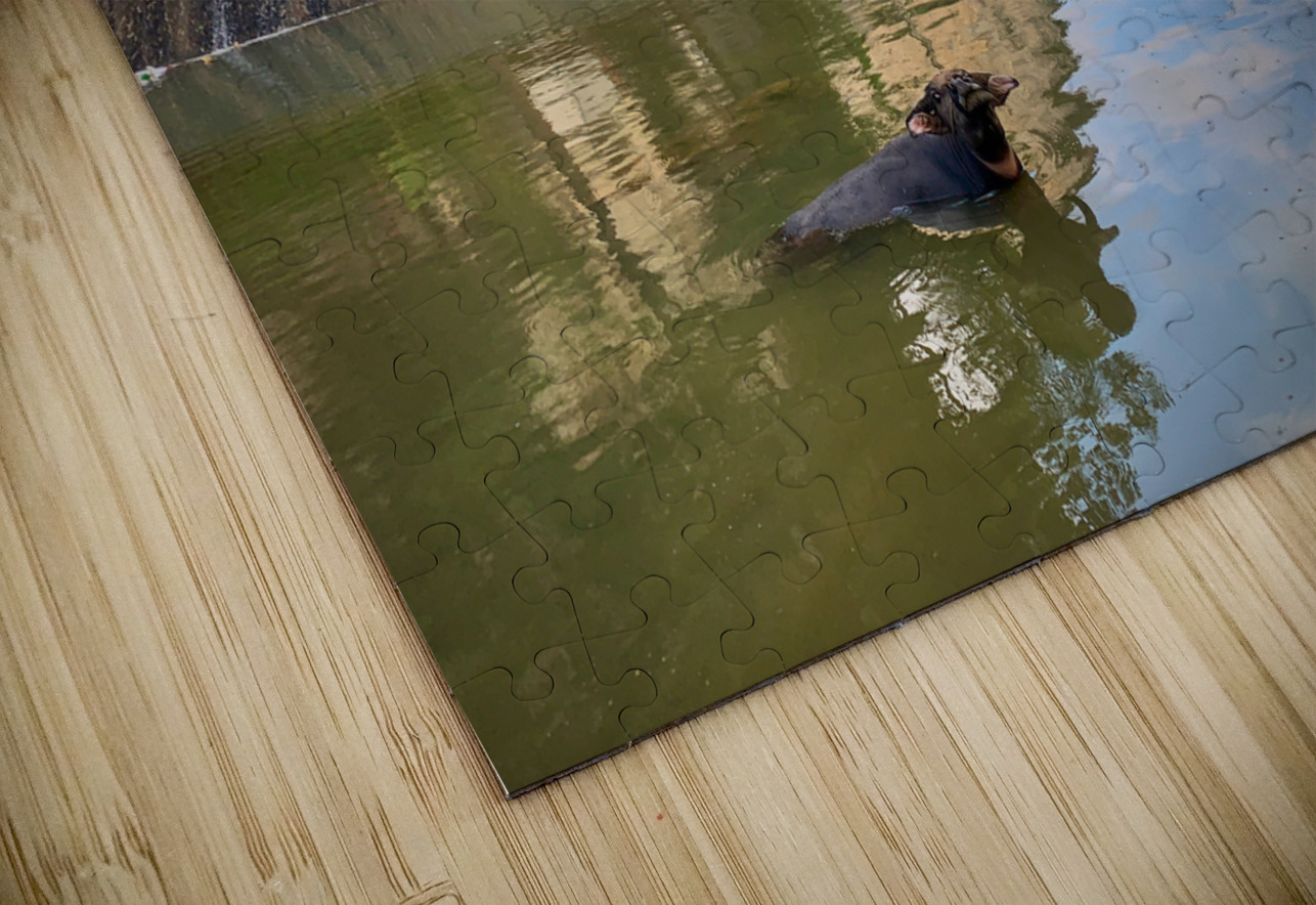 Water Buffalo Bathing Jimmy Roy Photos Puzzle