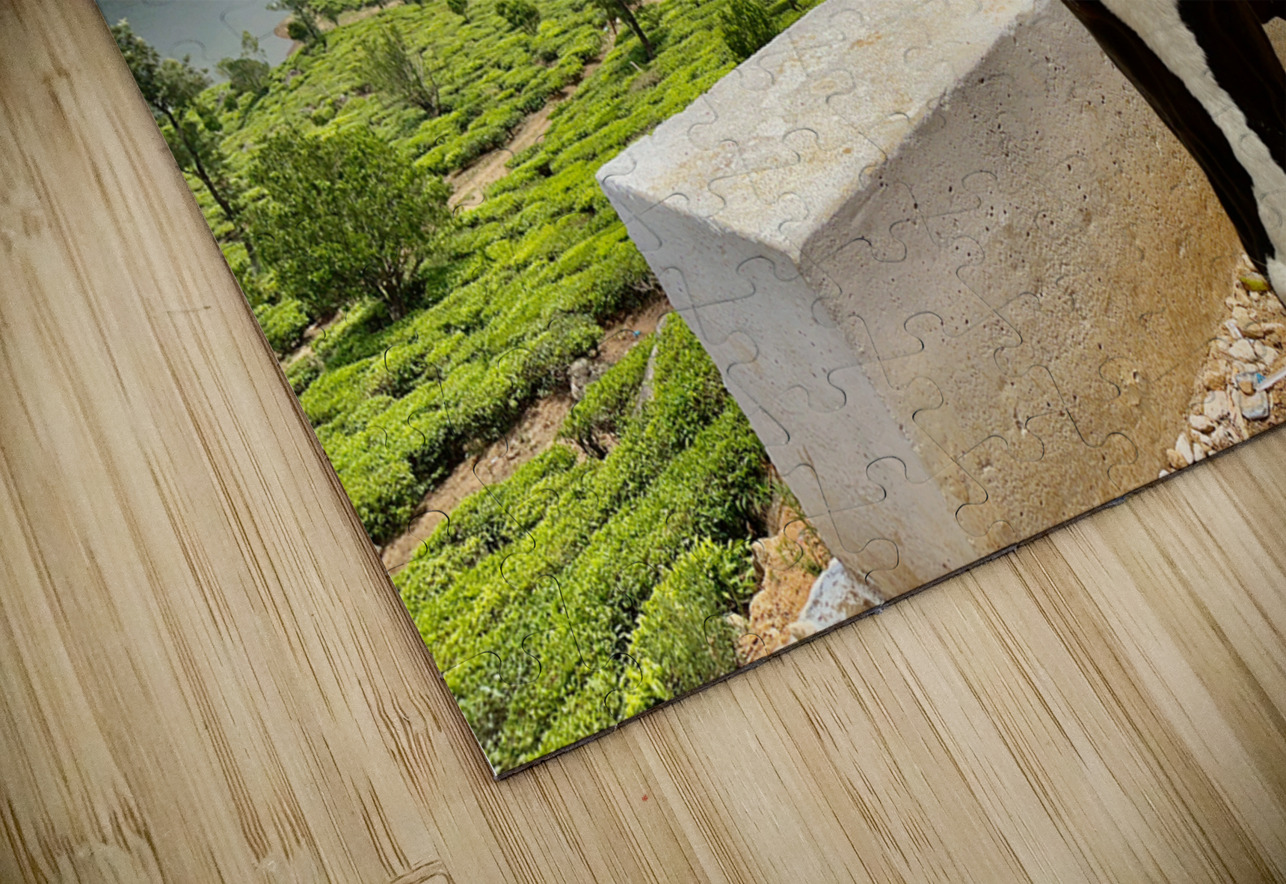 Cow with a View Jimmy Roy Photos Puzzle