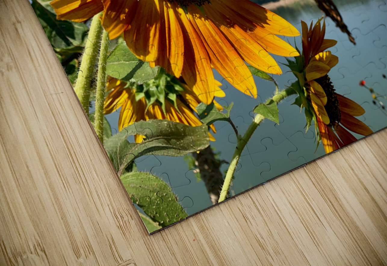 Sunflower View Jimmy Roy Photos Puzzle