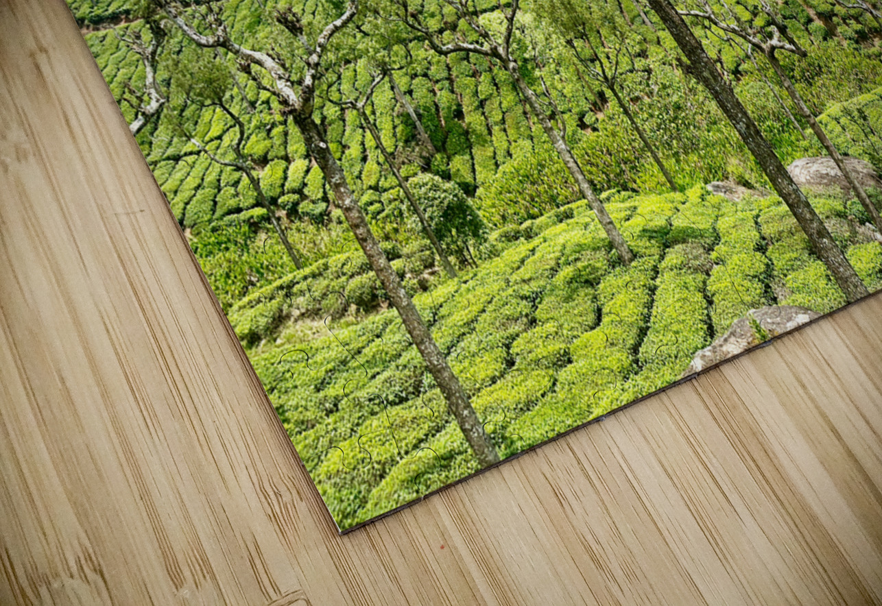 Trees in the Tea Plantations Jimmy Roy Photos Puzzle