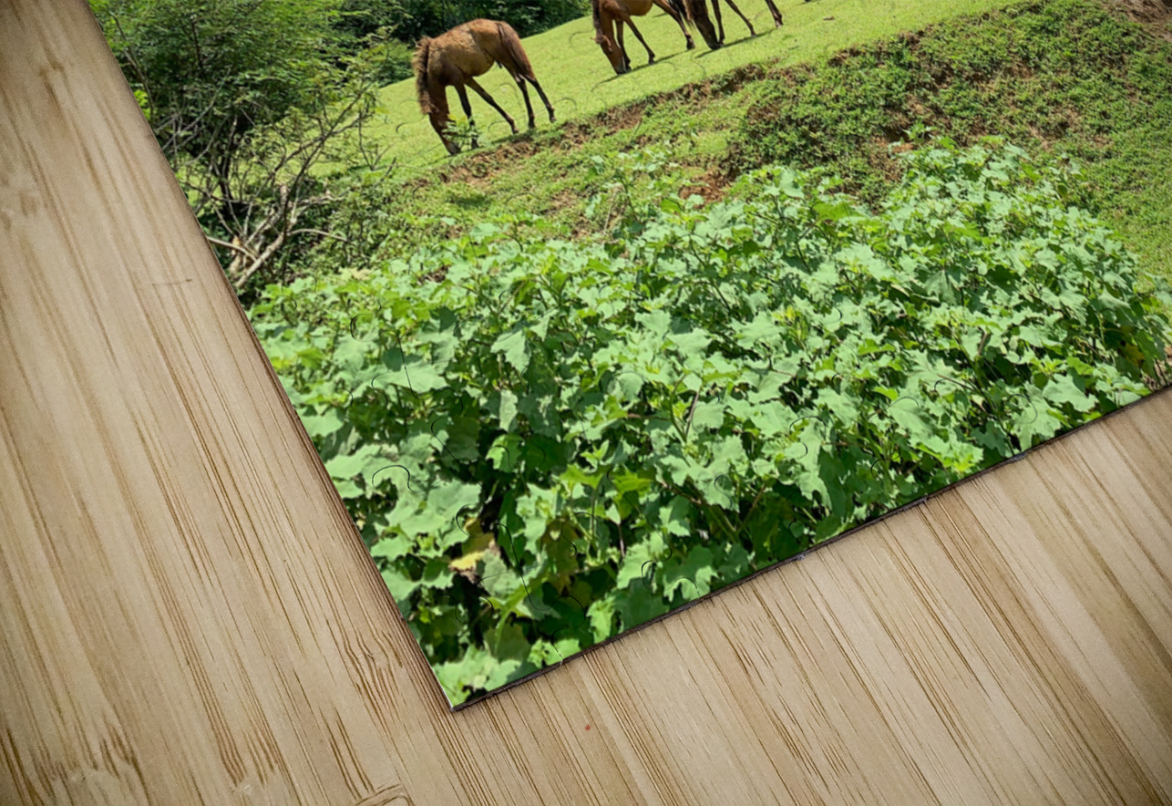 Wild horses Jimmy Roy Photos Puzzle