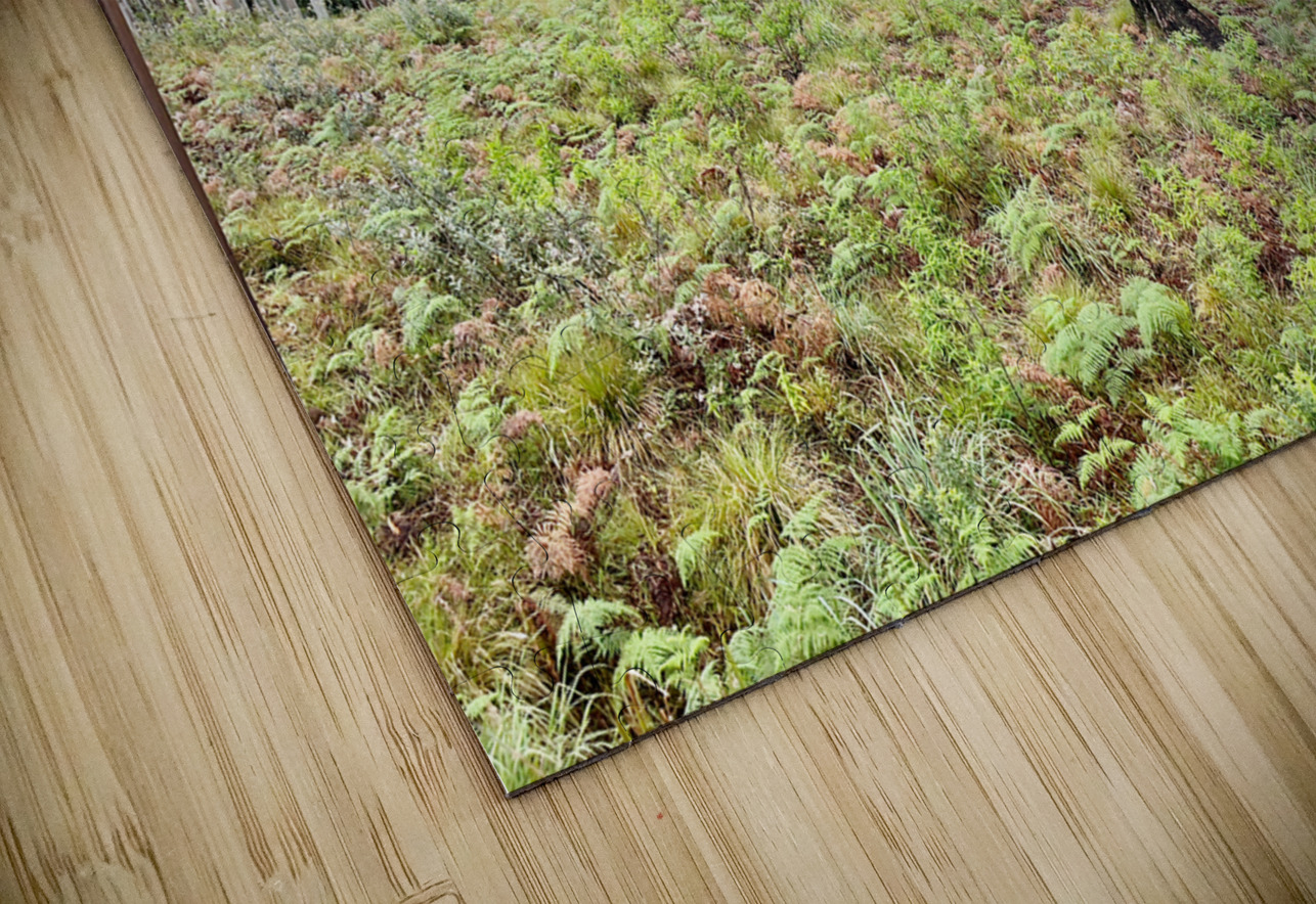 White Trees Jimmy Roy Photos Puzzle