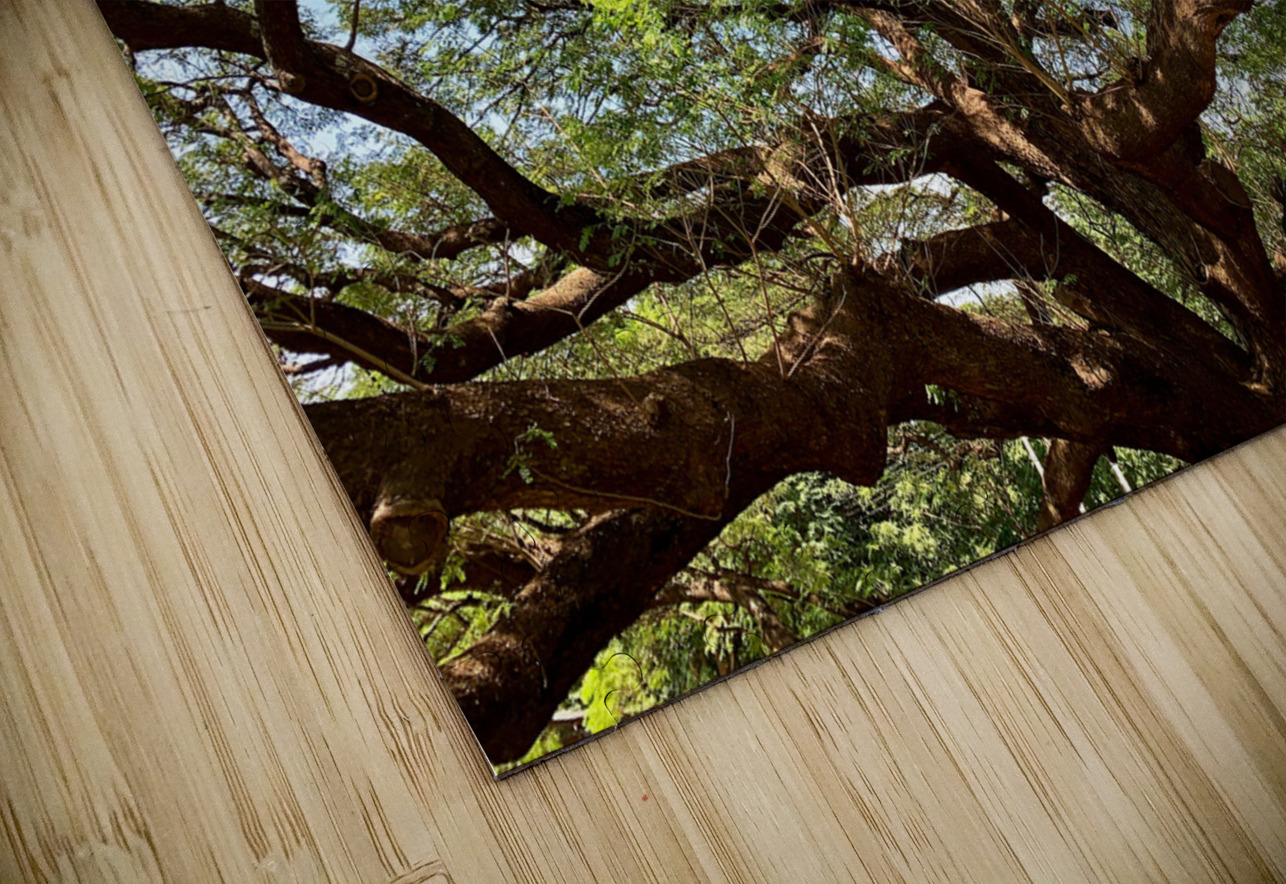 All the Branches Jimmy Roy Photos Puzzle