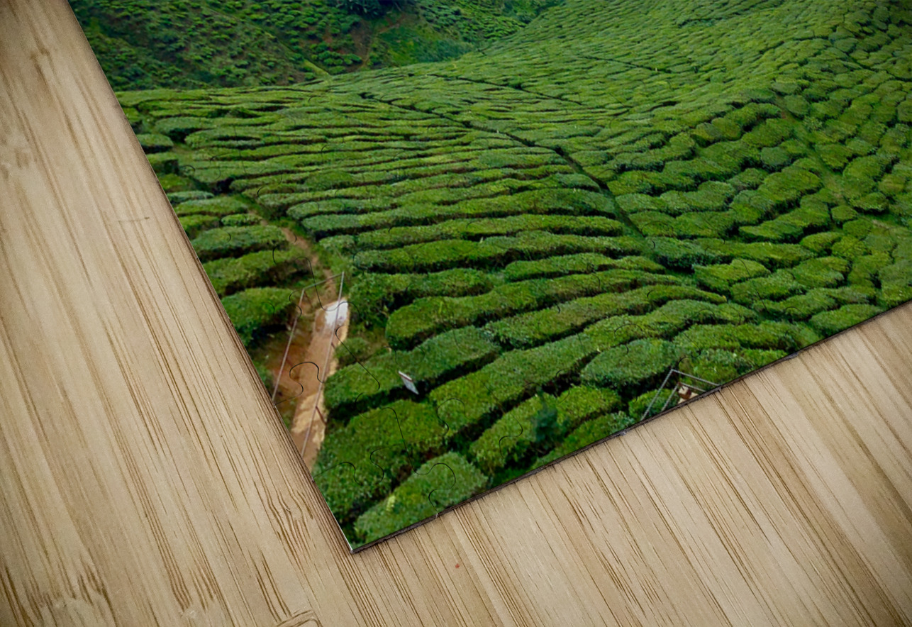 Tea Plantations 7 Jimmy Roy Photos Puzzle
