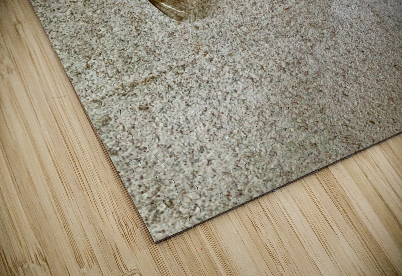 The Fly Jimmy Roy Photos Puzzle