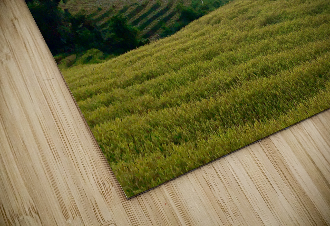 Sunset Over the Rice Fields 2 Jimmy Roy Photos Puzzle