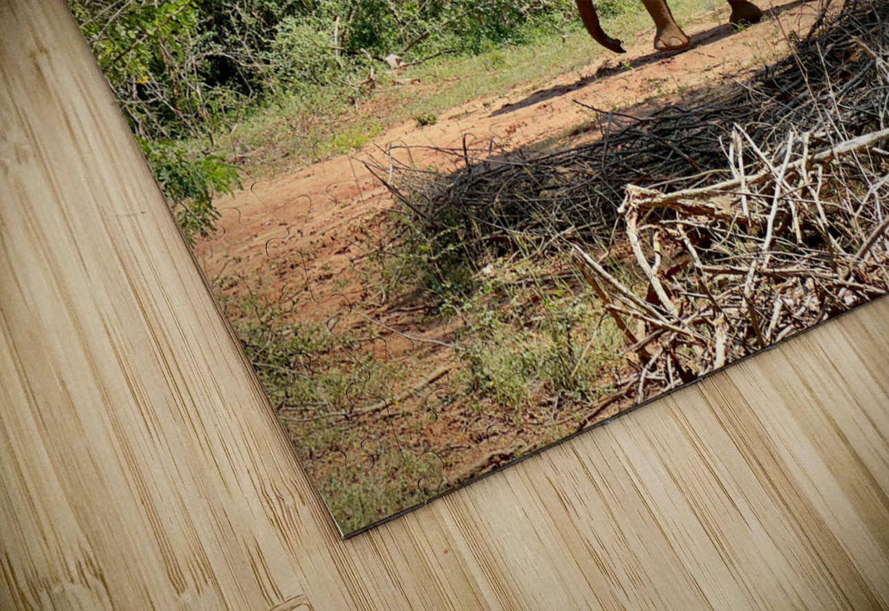 Elephant in the Wild Jimmy Roy Photos Puzzle