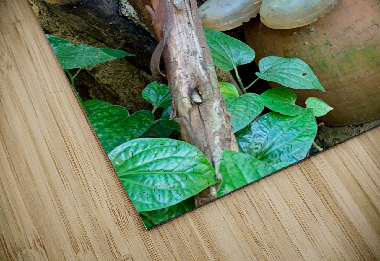 Transparent Boots Jimmy Roy Photos Puzzle