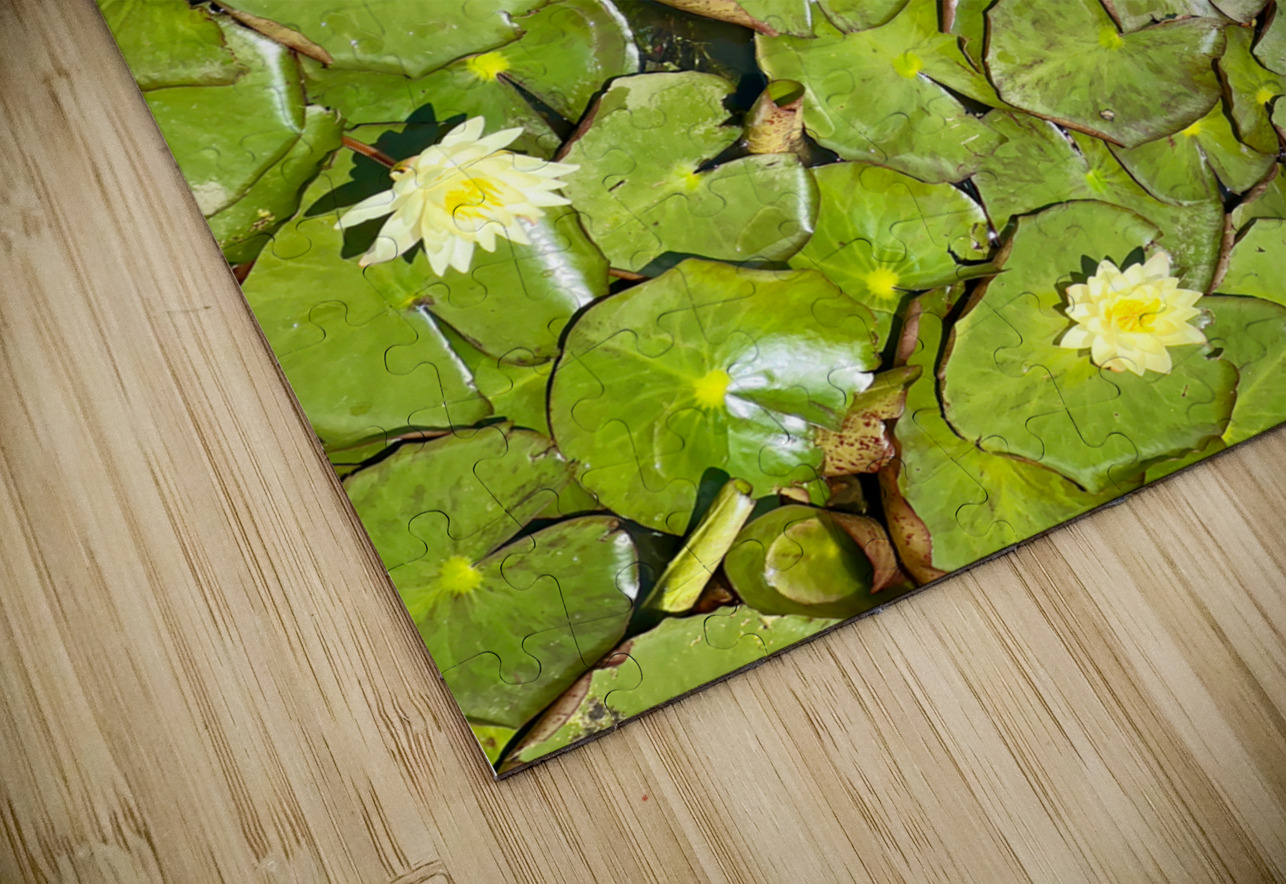 Water Lilies Jimmy Roy Photos Puzzle