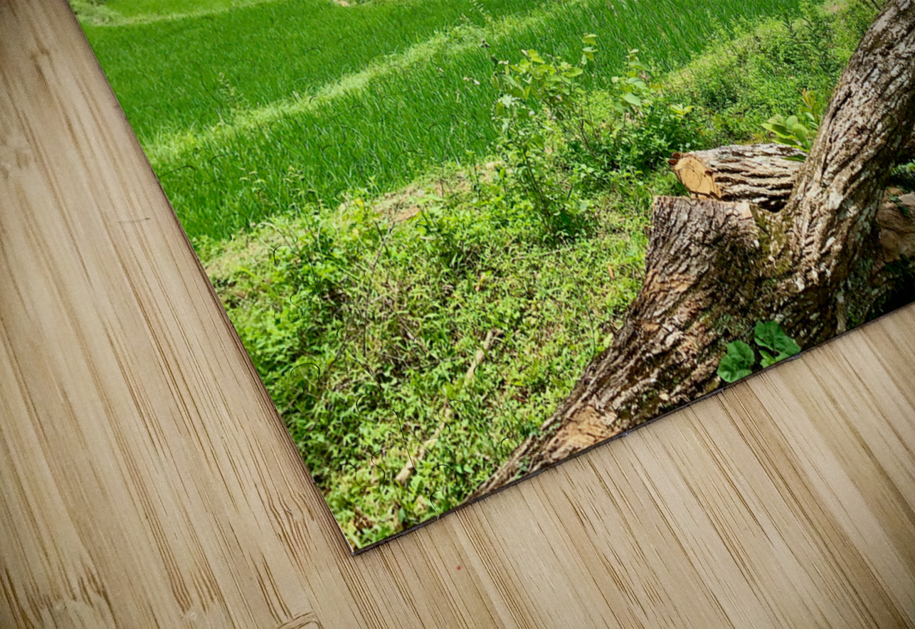 Beautiful Green Scenery Jimmy Roy Photos Puzzle