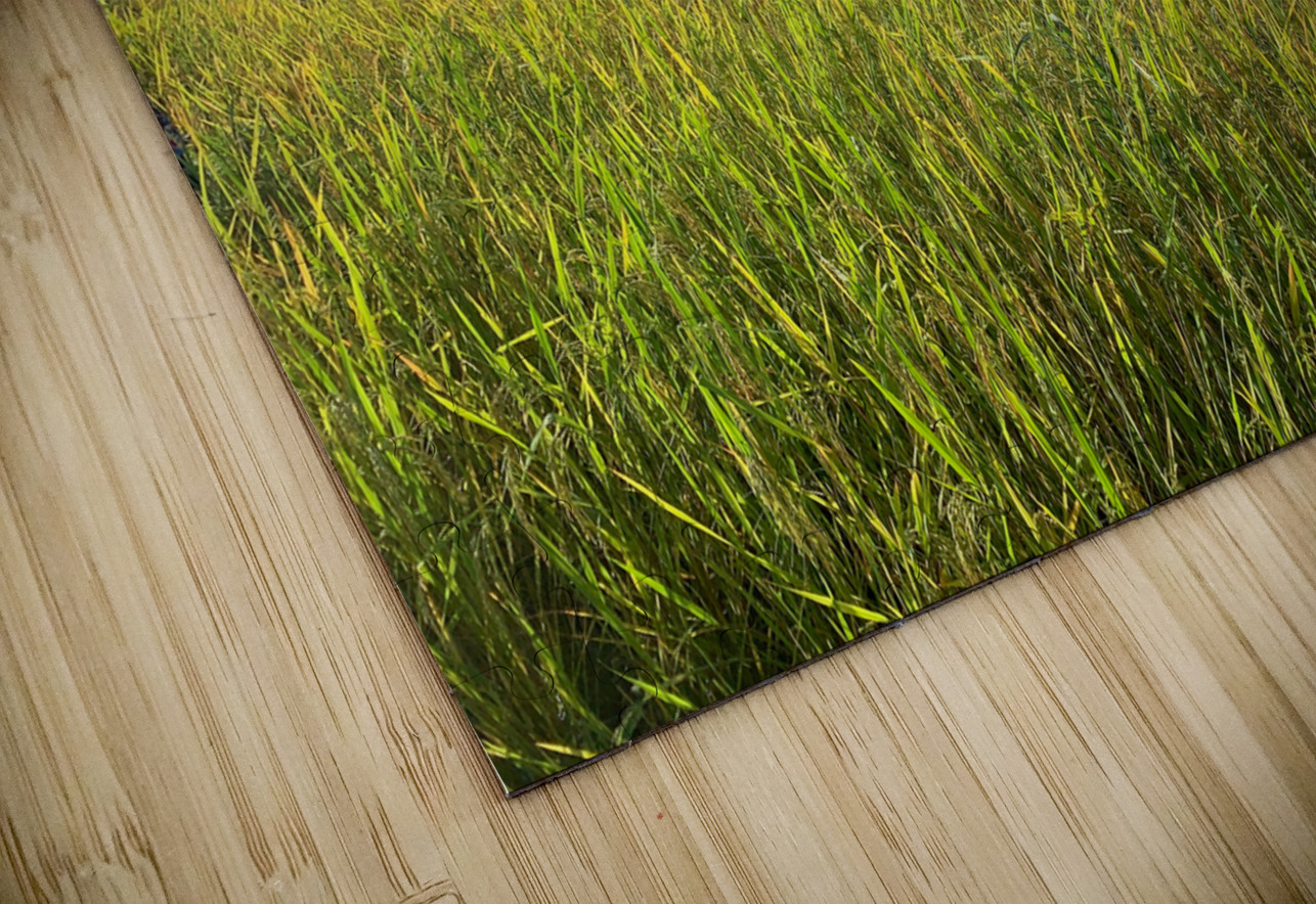 Beautiful Rice Field Jimmy Roy Photos Puzzle