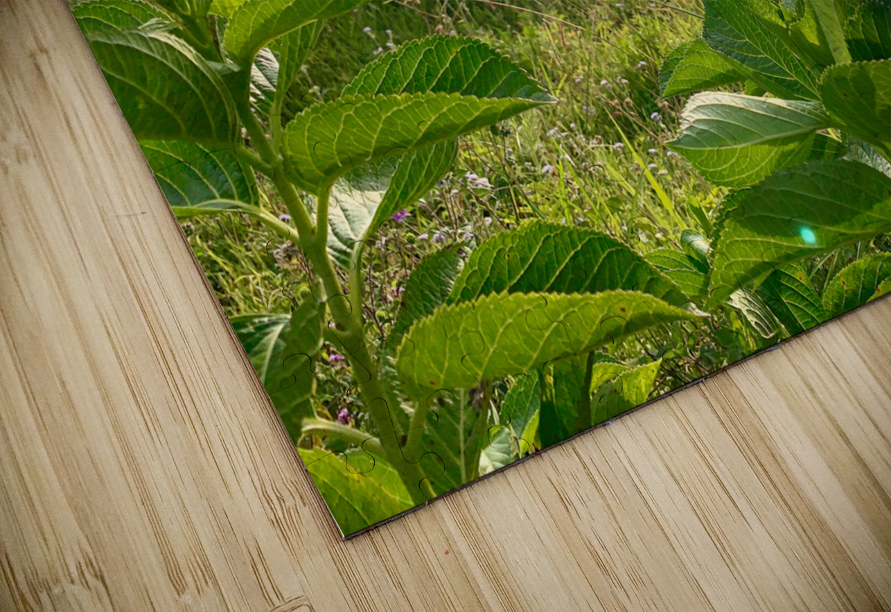 Purple Flowers for Sunset Jimmy Roy Photos Puzzle