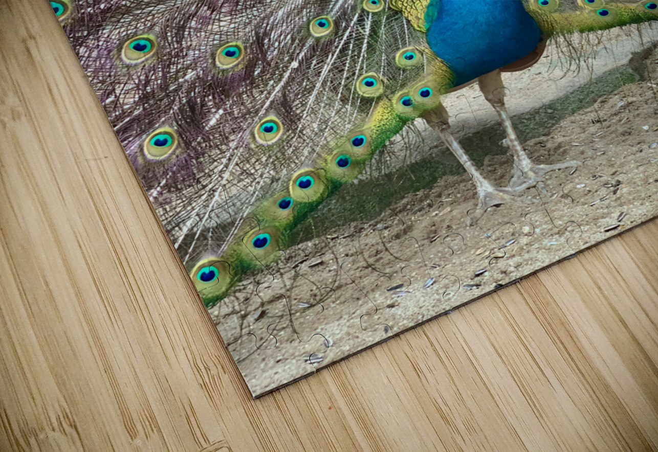 The Peacock Jimmy Roy Photos Puzzle