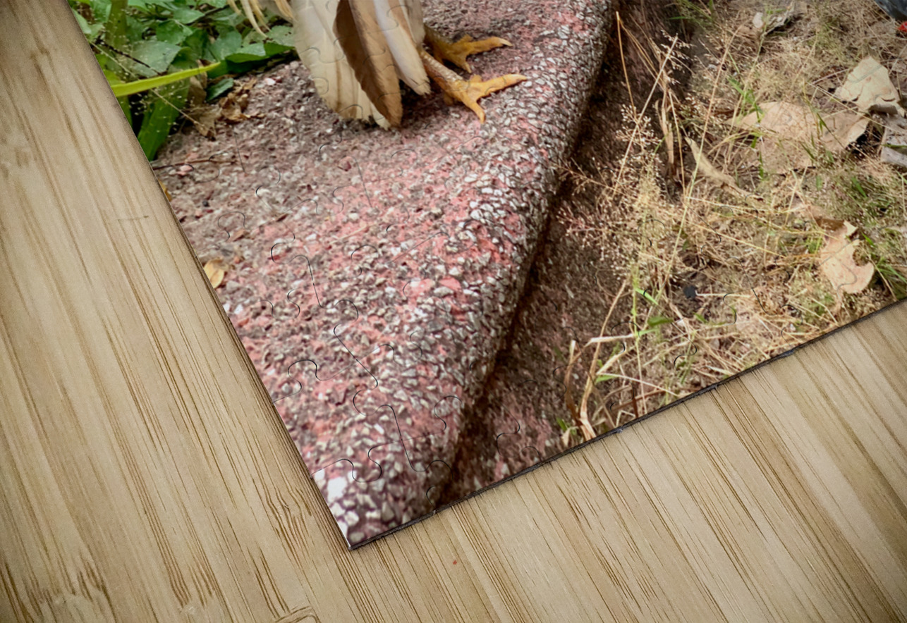 Rooster Bike Jimmy Roy Photos Puzzle