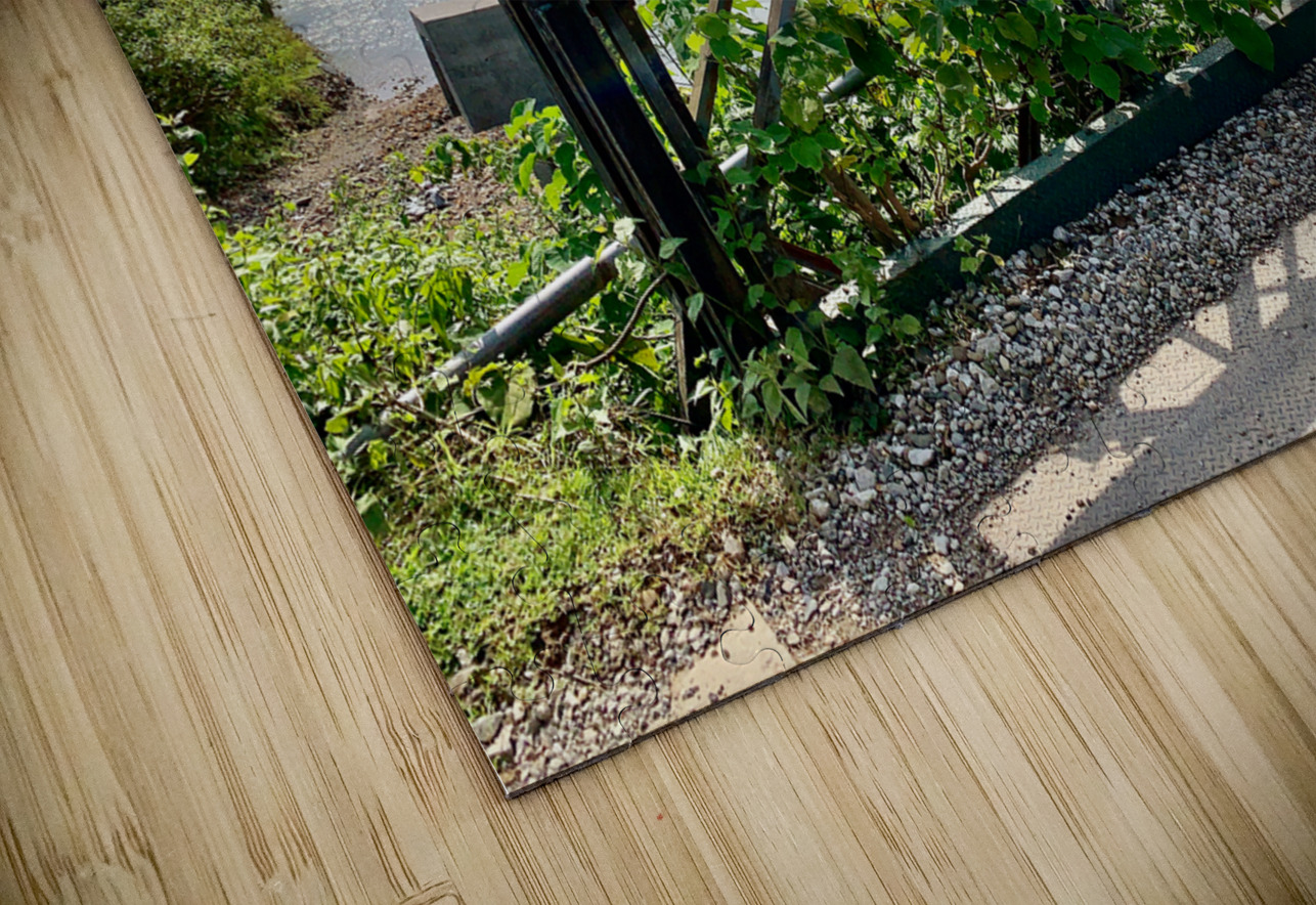 Monk Taking a Walk Jimmy Roy Photos Puzzle