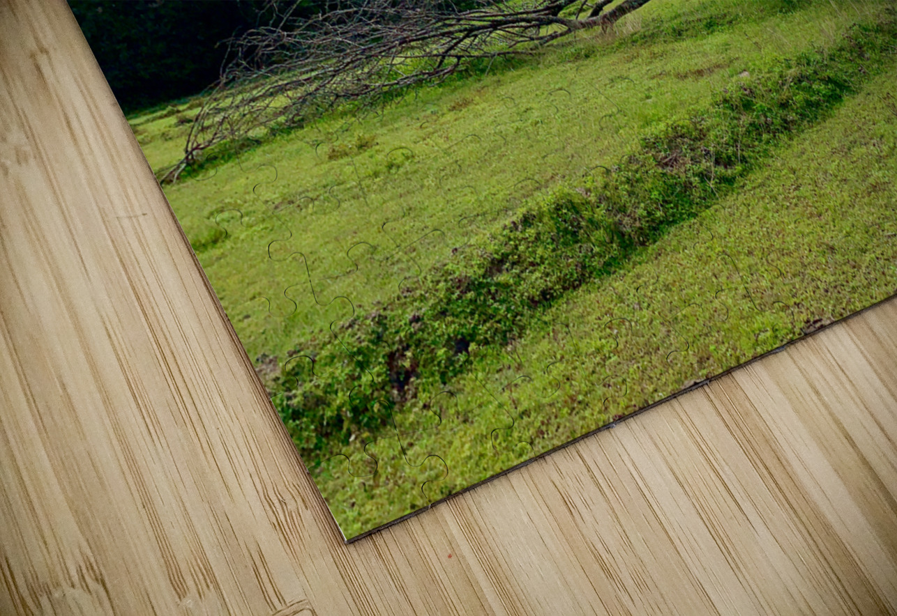 Life  and Death Jimmy Roy Photos Puzzle