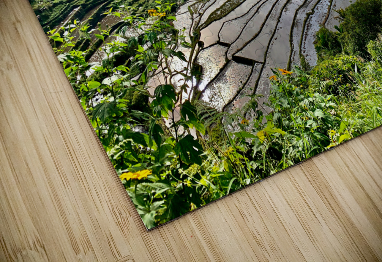 Nice Watery Rice Fields Jimmy Roy Photos Puzzle