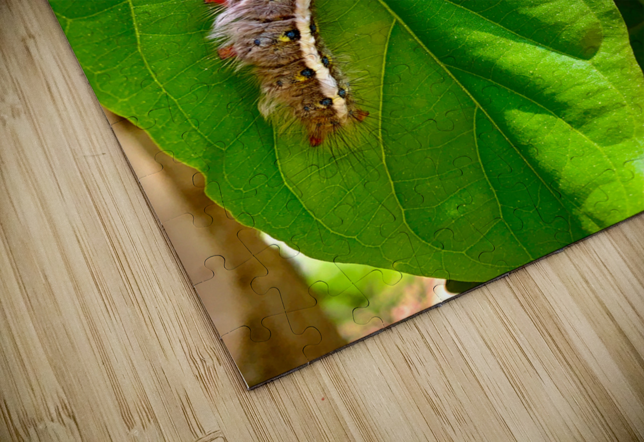 Caterpillar on a Leaf Jimmy Roy Photos Puzzle