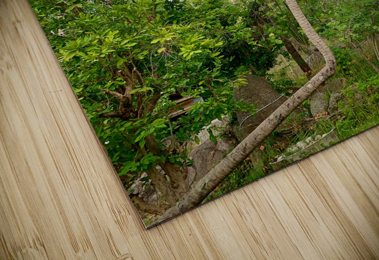 L Palm Tree Jimmy Roy Photos Puzzle