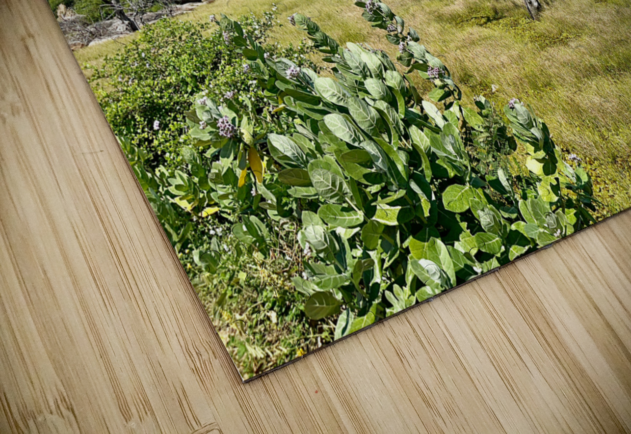 Yala National Park Sri Lanka 2 Jimmy Roy Photos Puzzle