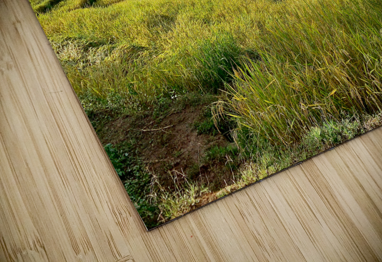 Amazing Rice Fields Jimmy Roy Photos Puzzle