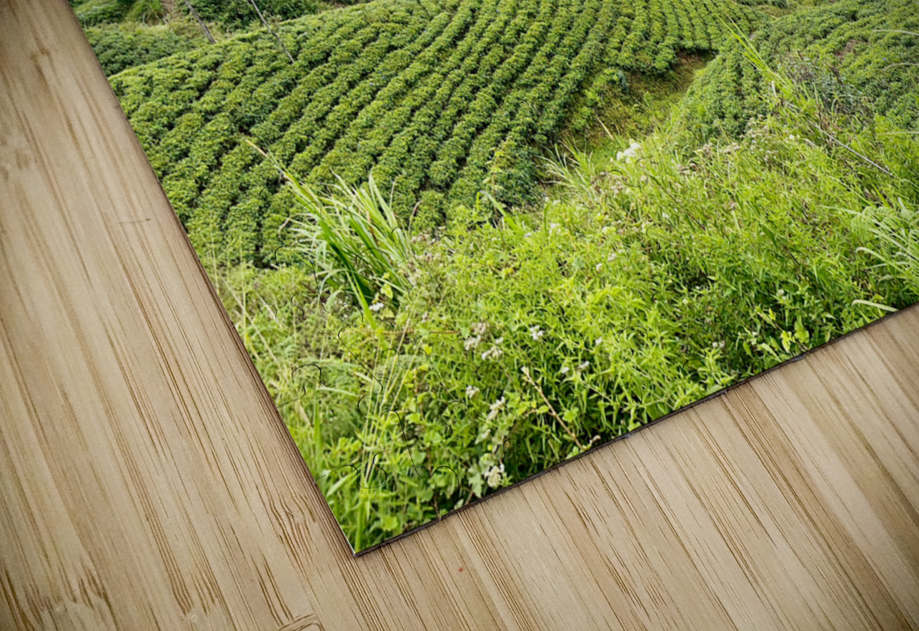 Tea Plantation Hills Jimmy Roy Photos Puzzle