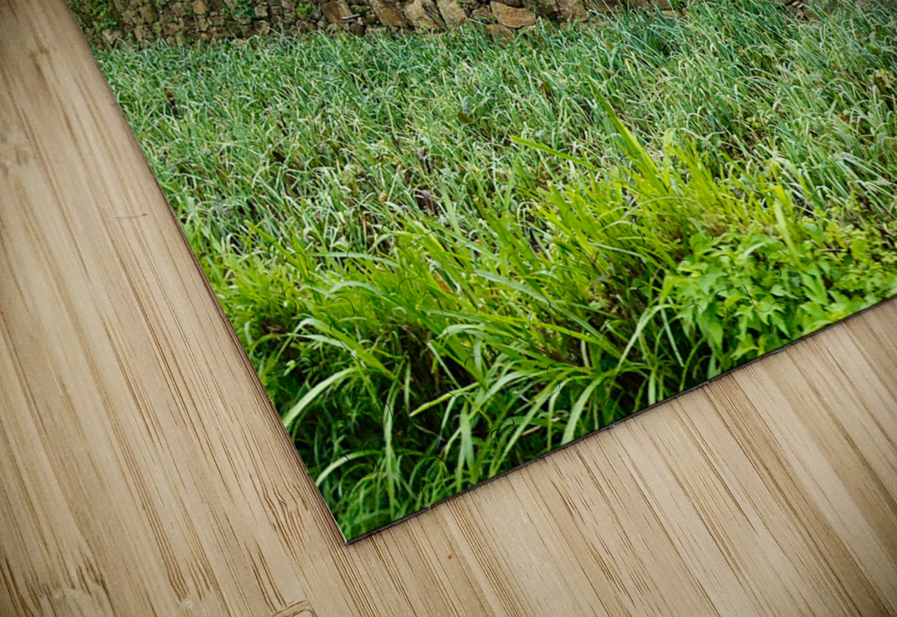 Leveled Field House Jimmy Roy Photos Puzzle