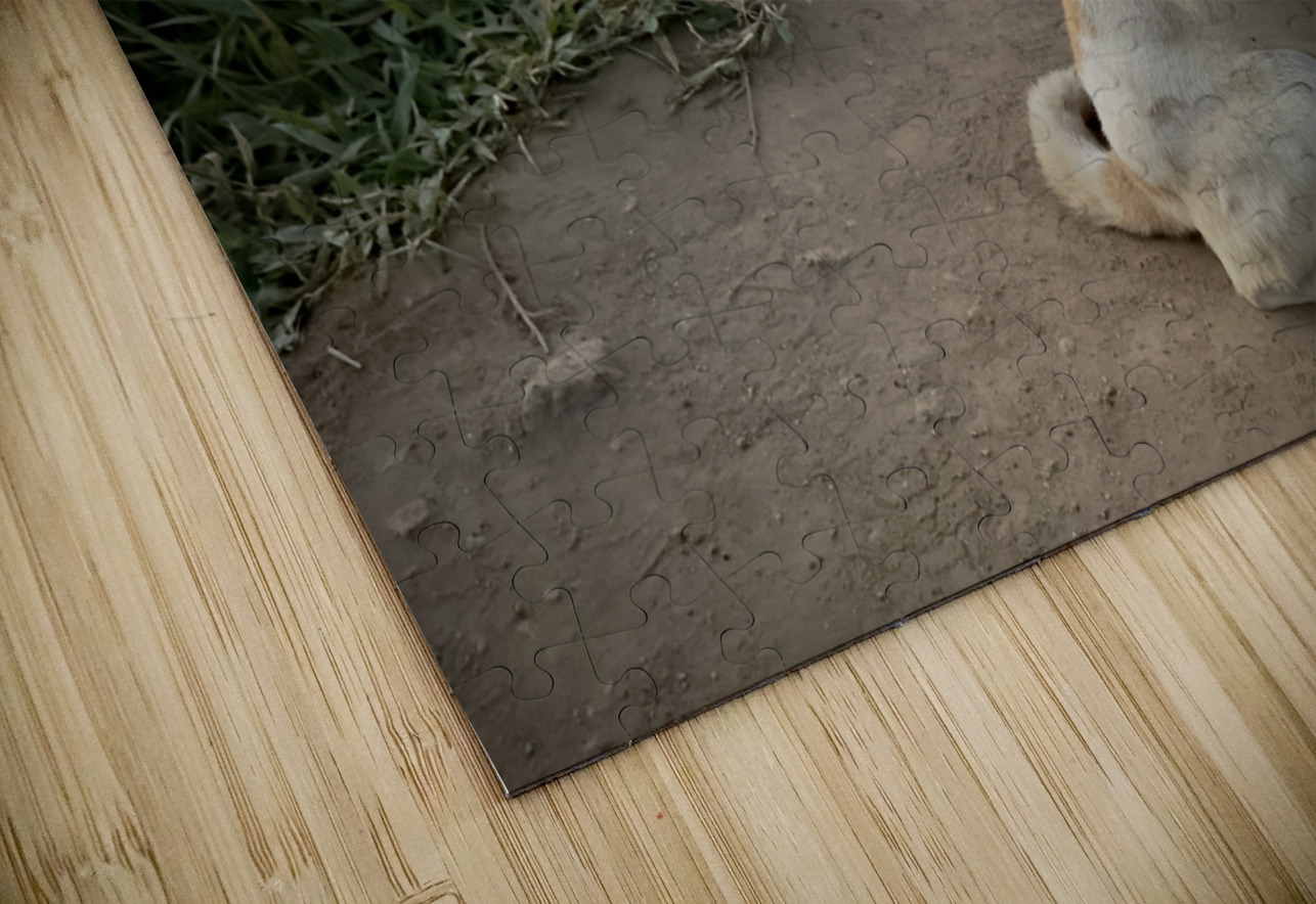 Ella Mountain Dog Jimmy Roy Photos Puzzle