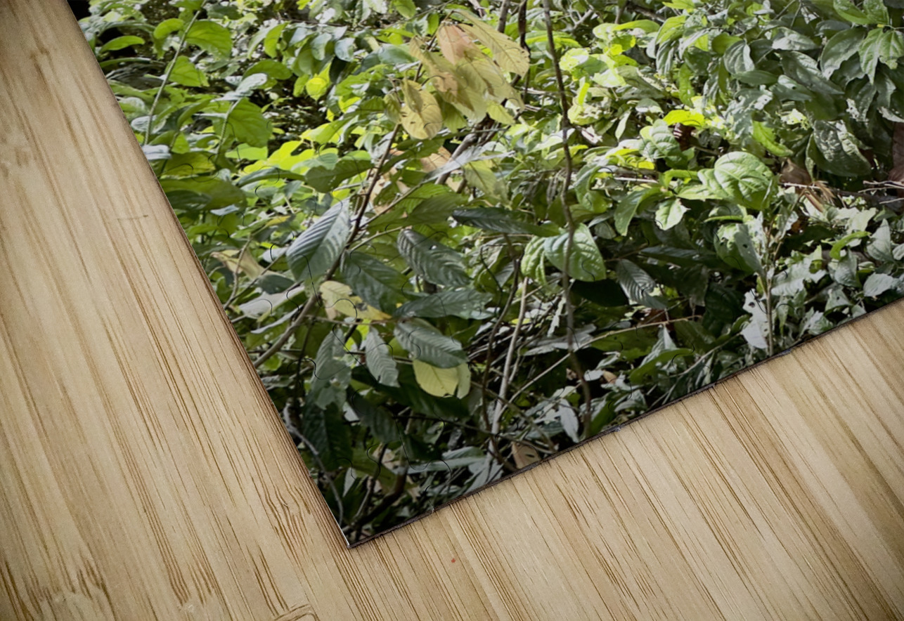 Kabili Sepilok Forest Reserve Orangutans 1 Jimmy Roy Photos Puzzle