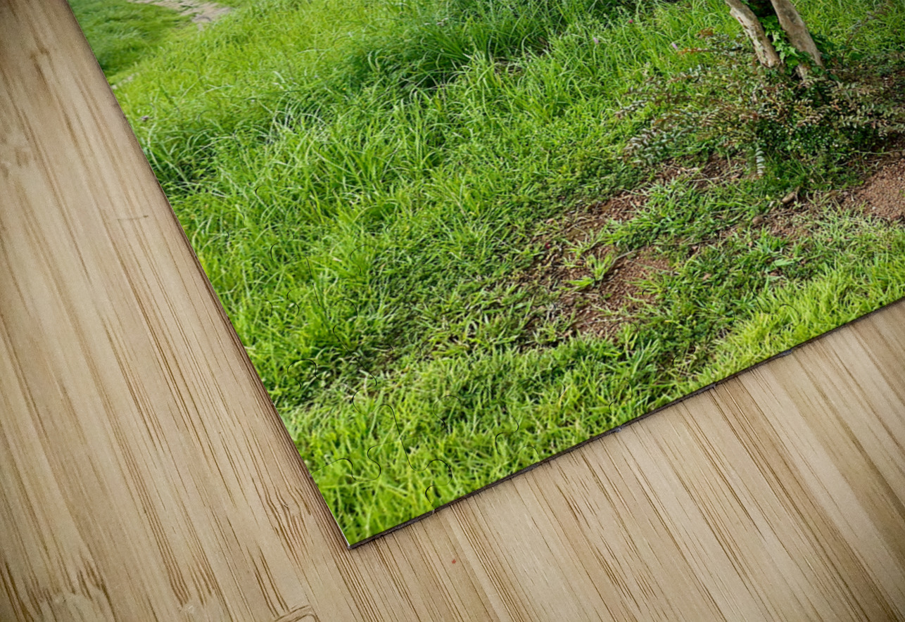 The Tree Jeju South Korea Jimmy Roy Photos Puzzle