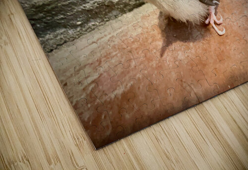 Birdie Jimmy Roy Photos puzzle