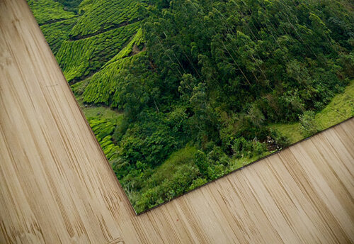 Tea Plantations 6 Jimmy Roy Photos puzzle