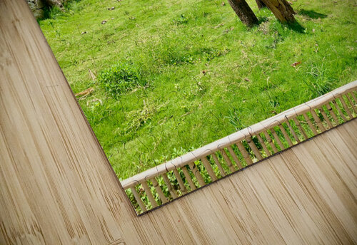 Half trees Jimmy Roy Photos puzzle