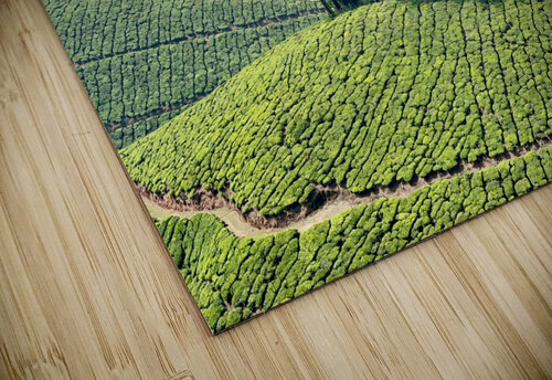 Trees Through the Tea Jimmy Roy Photos puzzle