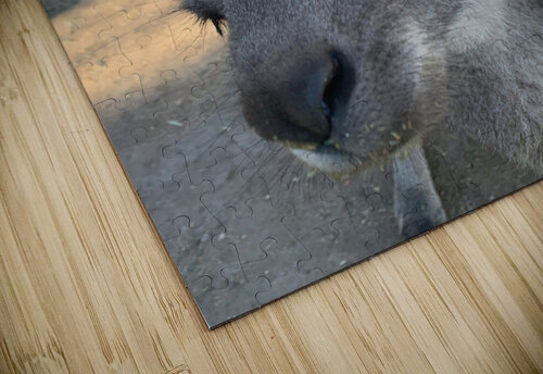 Kangaroo Selfie Jimmy Roy Photos puzzle