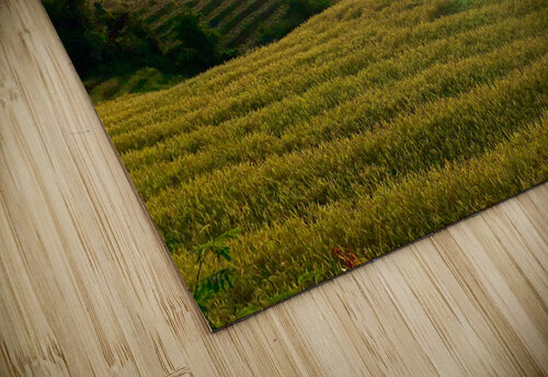 Sunset over the Rice Fields Jimmy Roy Photos puzzle