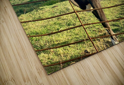 Cow Look Jimmy Roy Photos puzzle