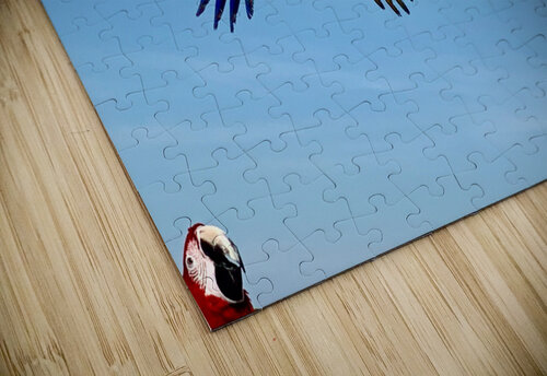 Macaws Jimmy Roy Photos puzzle