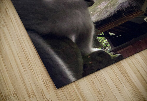 Monkeys on the Roof Jimmy Roy Photos puzzle