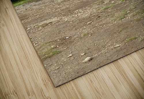 Dog on Mount Iron New Zealand Jimmy Roy Photos puzzle