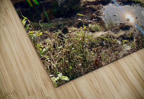 Sun Reflecting in the Puddle Jimmy Roy Photos puzzle