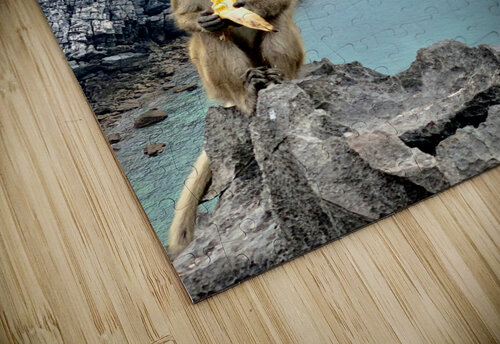 Monkey Eating a Banana Jimmy Roy Photos puzzle